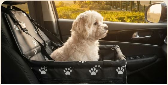 Cane seduto nel seggiolino auto FidoFresco sul sedile posteriore